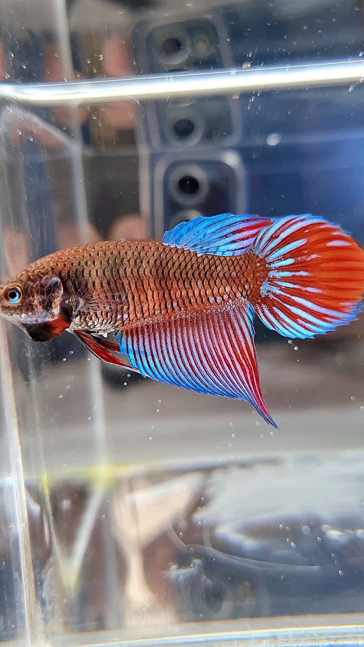 FEMALE VEILTAIL BLACK SAPPHIRE AVATAR BETTA FISH