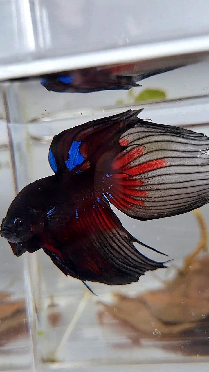 LUXURY VEILTAIL BLACK AVATAR PATTERN RED BETTA FISH