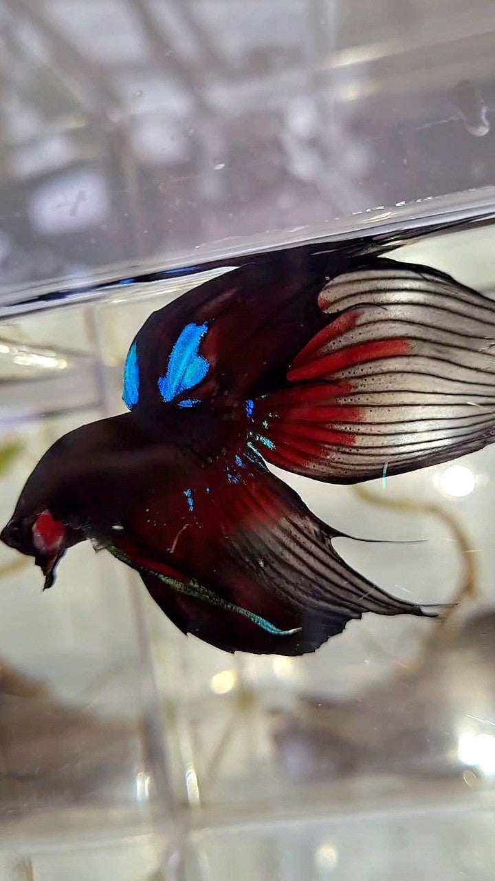 LUXURY VEILTAIL BLACK AVATAR PATTERN RED BETTA FISH