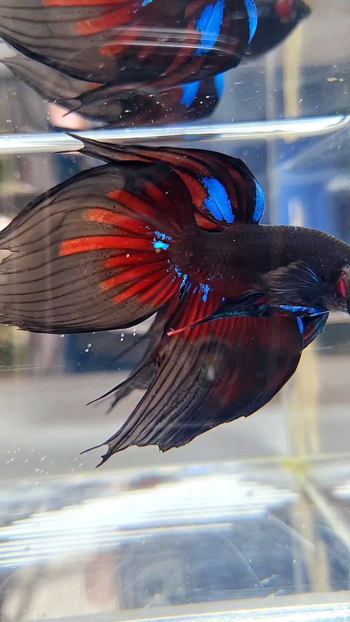LUXURY VEILTAIL BLACK AVATAR PATTERN RED BETTA FISH