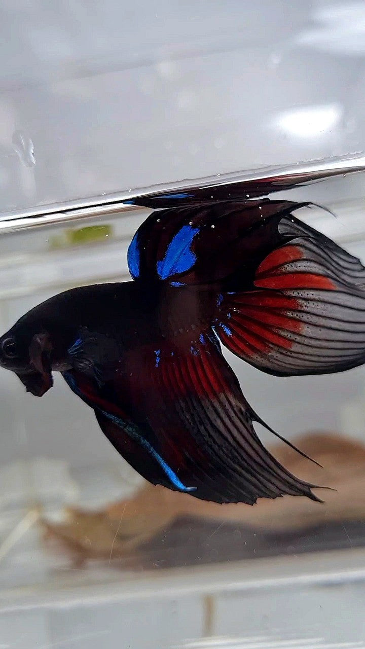 LUXURY VEILTAIL BLACK AVATAR PATTERN RED BETTA FISH