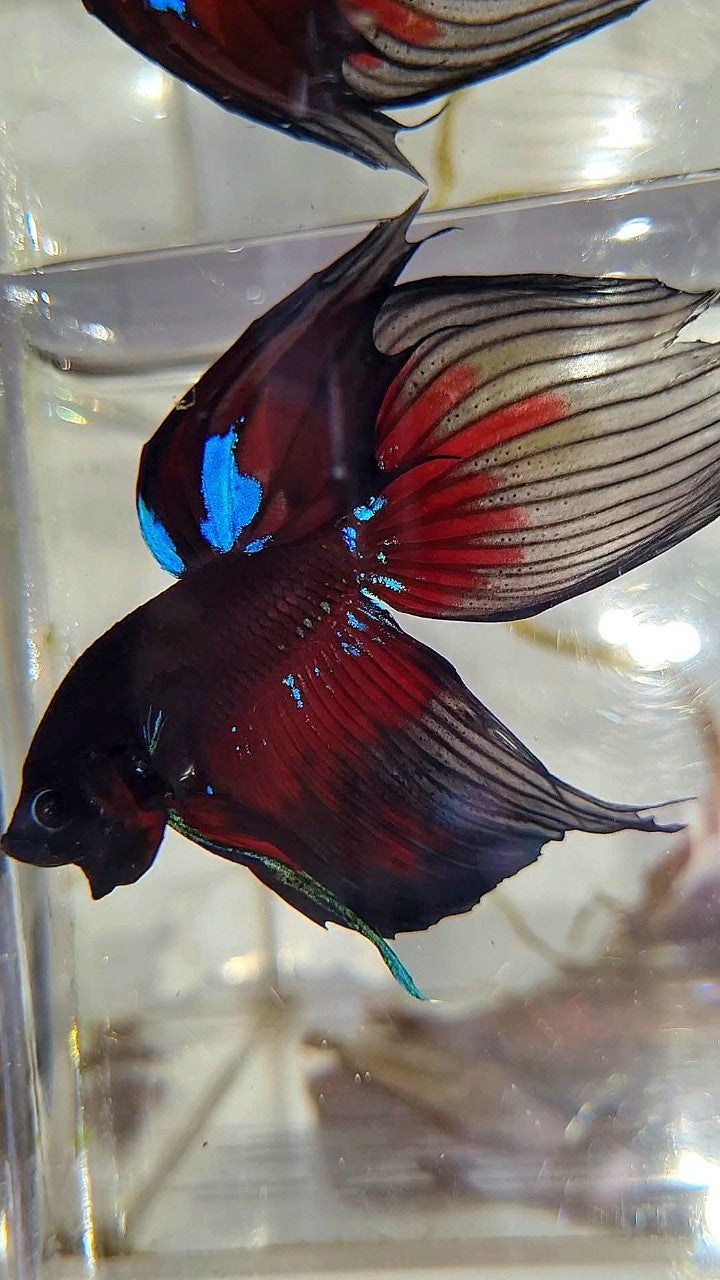 LUXURY VEILTAIL BLACK AVATAR PATTERN RED BETTA FISH