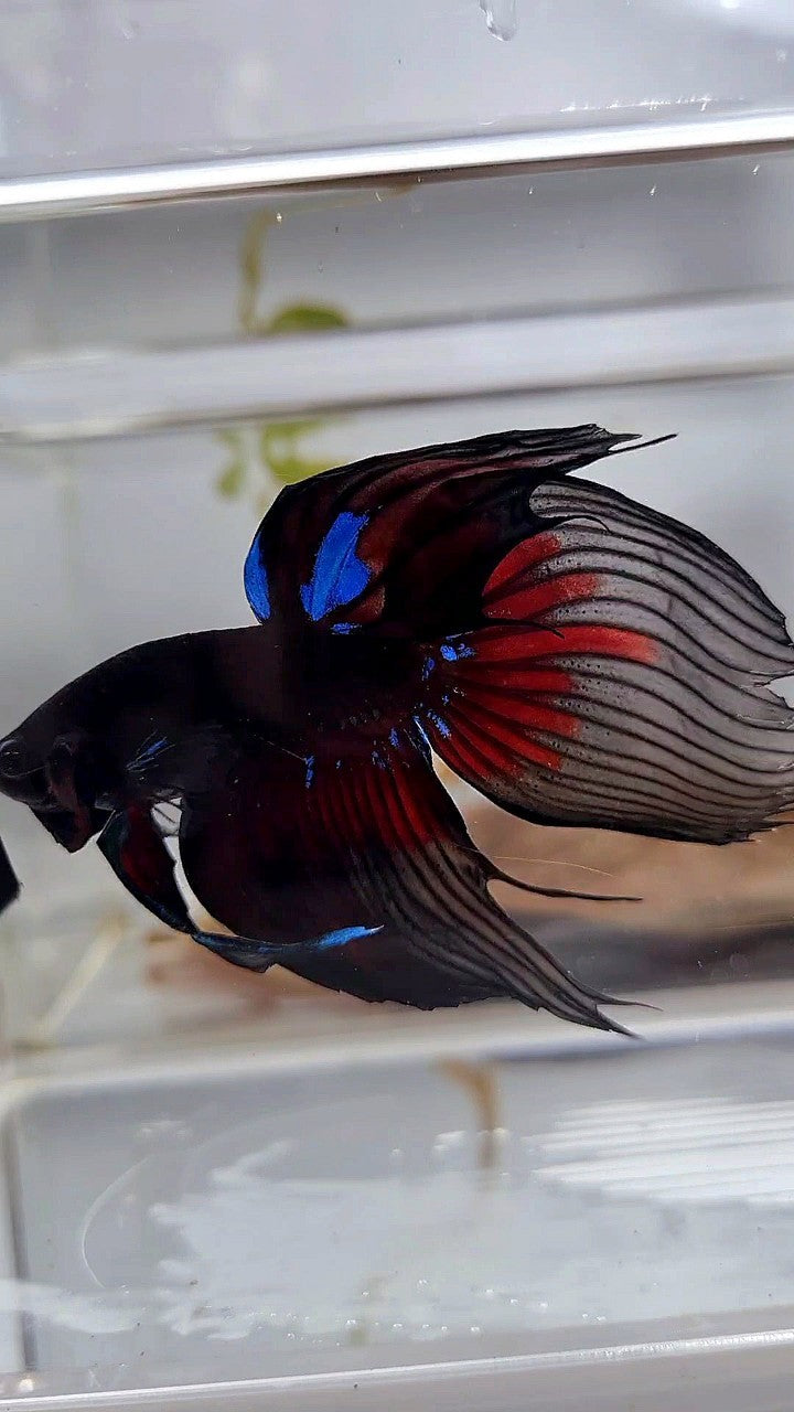 LUXURY VEILTAIL BLACK AVATAR PATTERN RED BETTA FISH