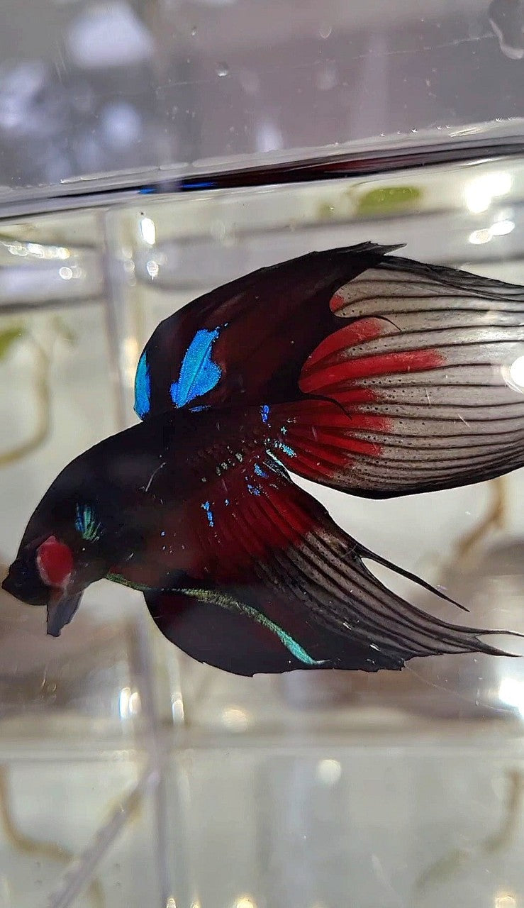 LUXURY VEILTAIL BLACK AVATAR PATTERN RED BETTA FISH