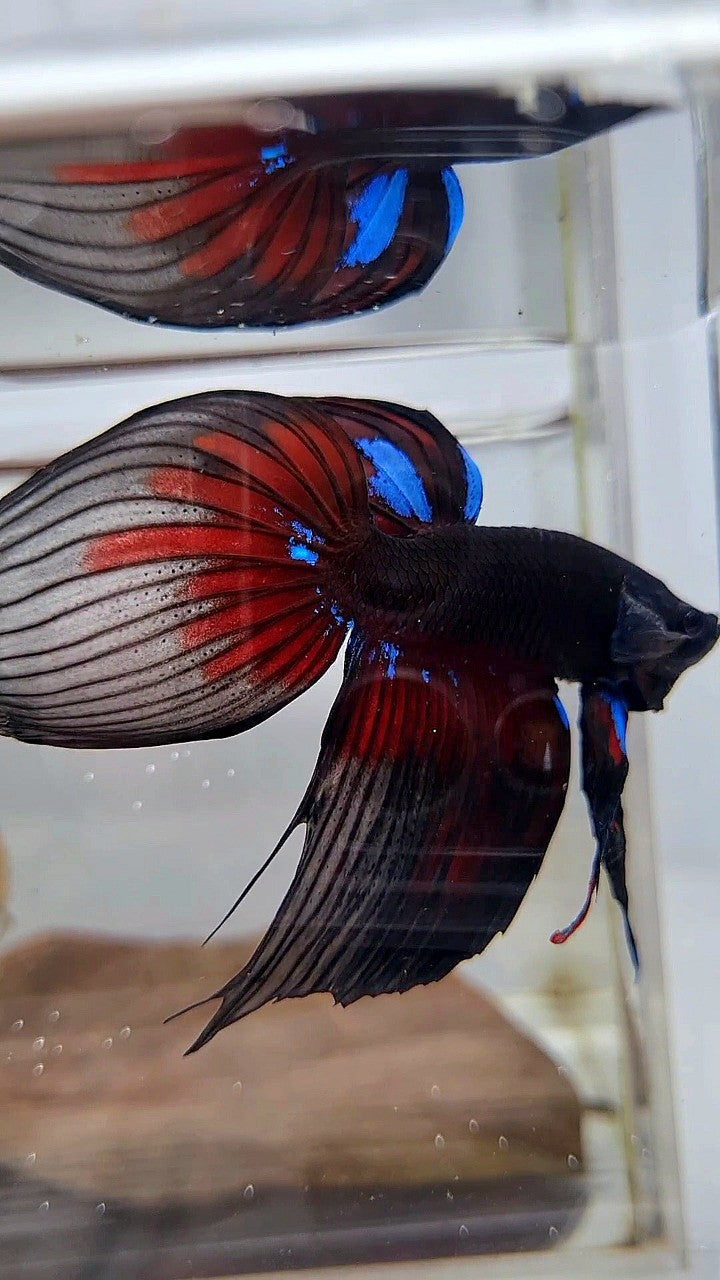 LUXURY VEILTAIL BLACK AVATAR PATTERN RED BETTA FISH