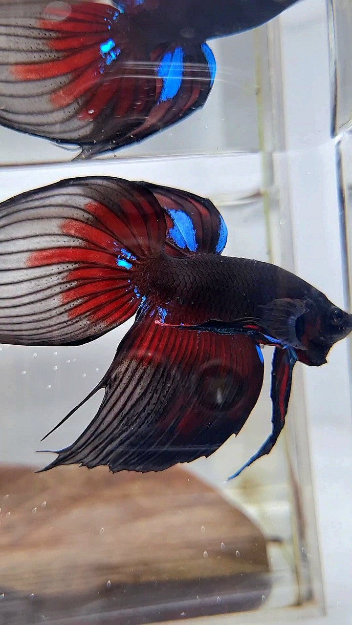 LUXURY VEILTAIL BLACK AVATAR PATTERN RED BETTA FISH