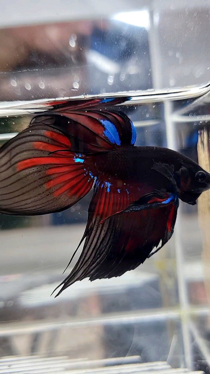 LUXURY VEILTAIL BLACK AVATAR PATTERN RED BETTA FISH