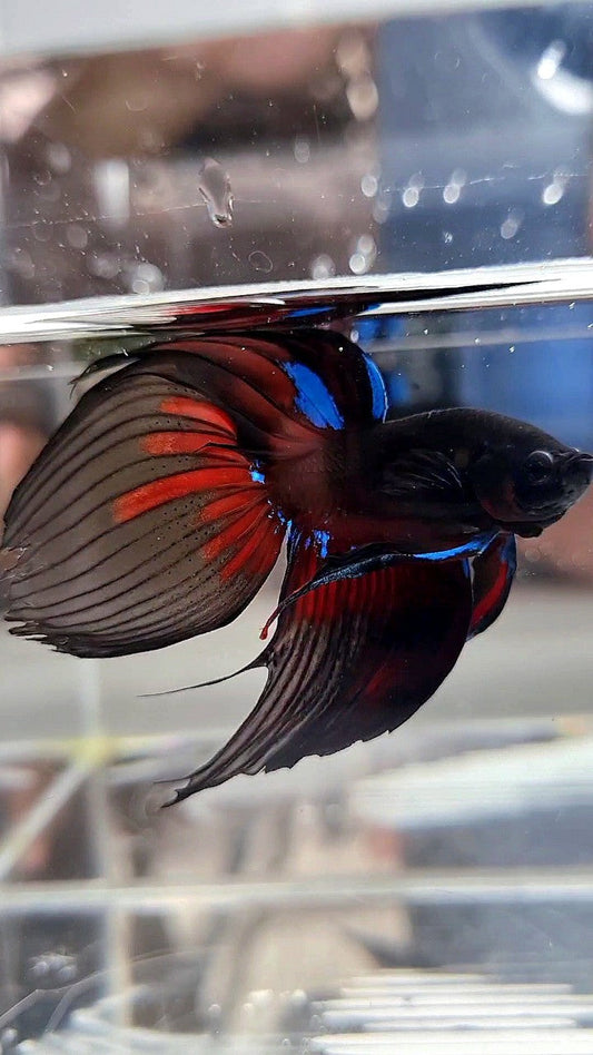 LUXURY VEILTAIL BLACK AVATAR PATTERN RED BETTA FISH