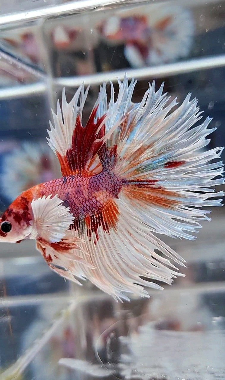 LUXURY CROWNTAIL HALFSUN DUMBO EAR WHITE ORANGE MULTICOLOR BETTA FISH
