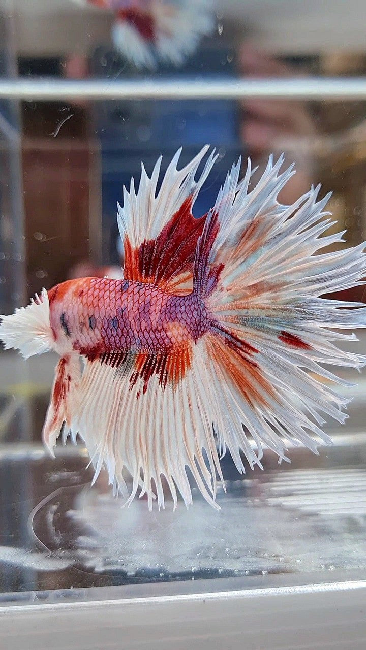 LUXURY CROWNTAIL HALFSUN DUMBO EAR WHITE ORANGE MULTICOLOR BETTA FISH