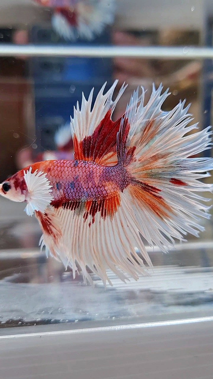 LUXURY CROWNTAIL HALFSUN DUMBO EAR WHITE ORANGE MULTICOLOR BETTA FISH