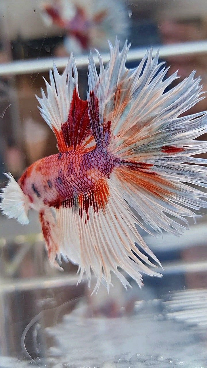 LUXURY CROWNTAIL HALFSUN DUMBO EAR WHITE ORANGE MULTICOLOR BETTA FISH