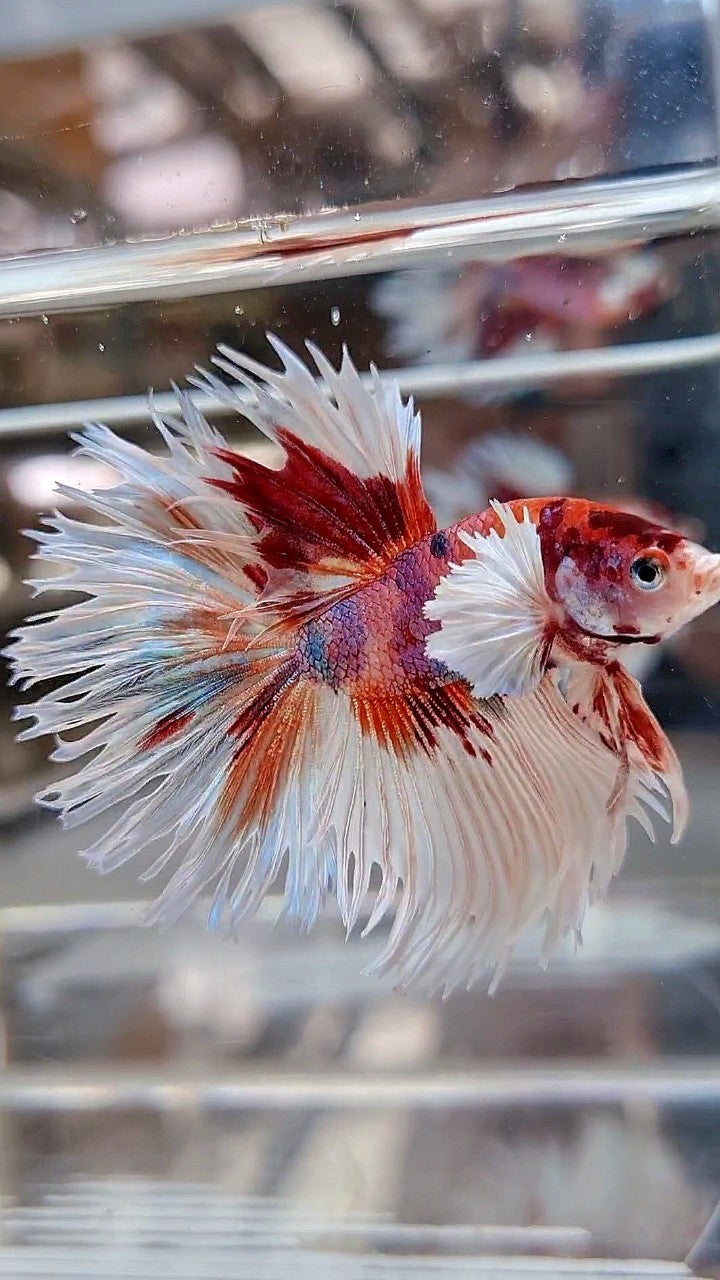 LUXURY CROWNTAIL HALFSUN DUMBO EAR WHITE ORANGE MULTICOLOR BETTA FISH