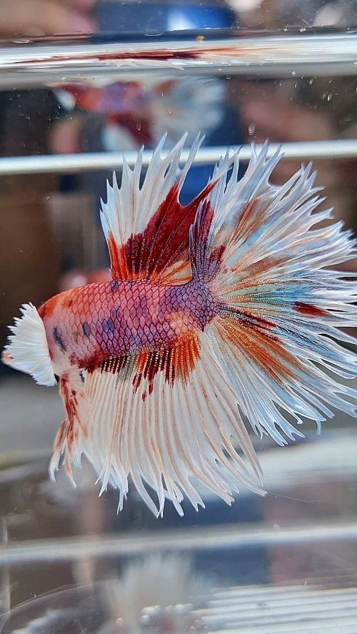 LUXURY CROWNTAIL HALFSUN DUMBO EAR WHITE ORANGE MULTICOLOR BETTA FISH