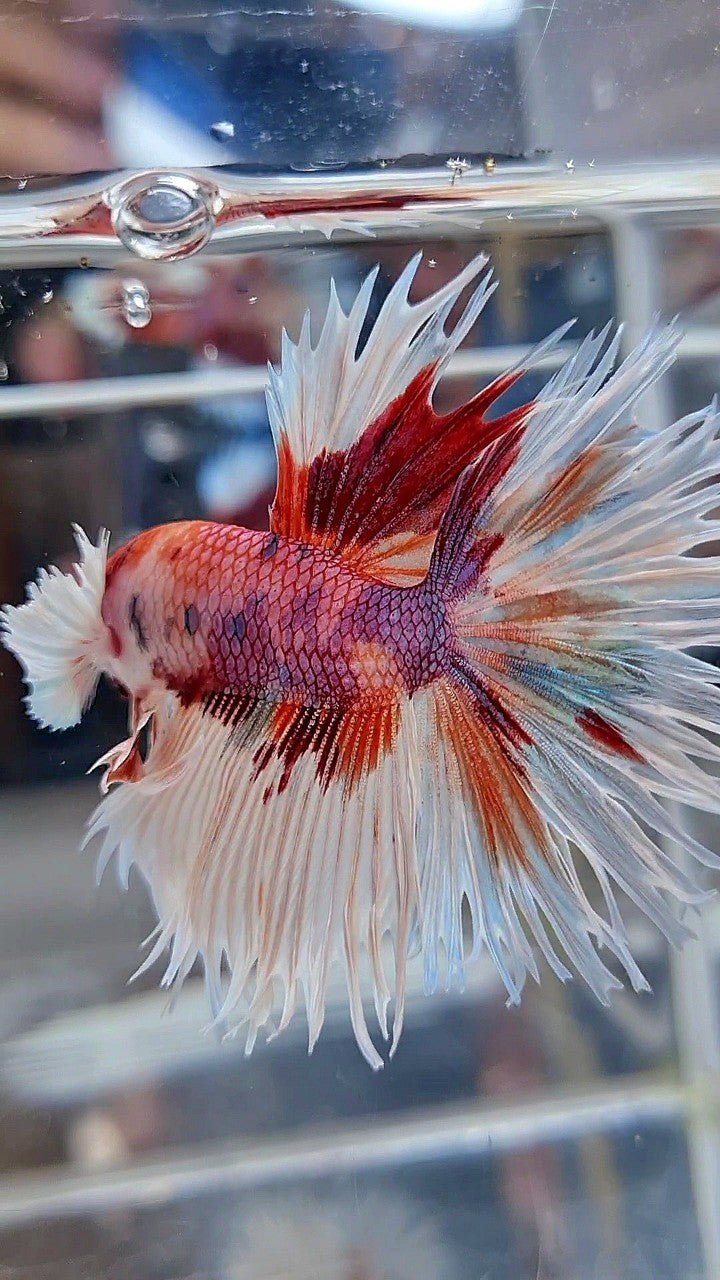 LUXURY CROWNTAIL HALFSUN DUMBO EAR WHITE ORANGE MULTICOLOR BETTA FISH