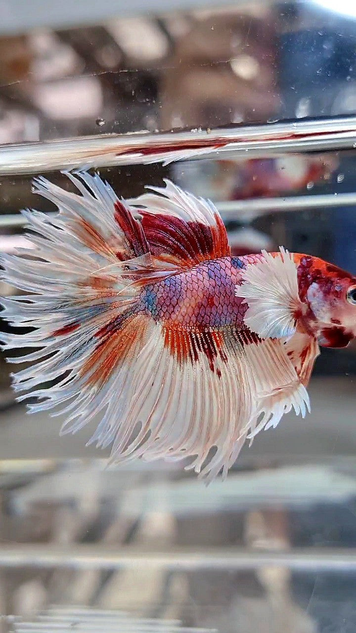 LUXURY CROWNTAIL HALFSUN DUMBO EAR WHITE ORANGE MULTICOLOR BETTA FISH