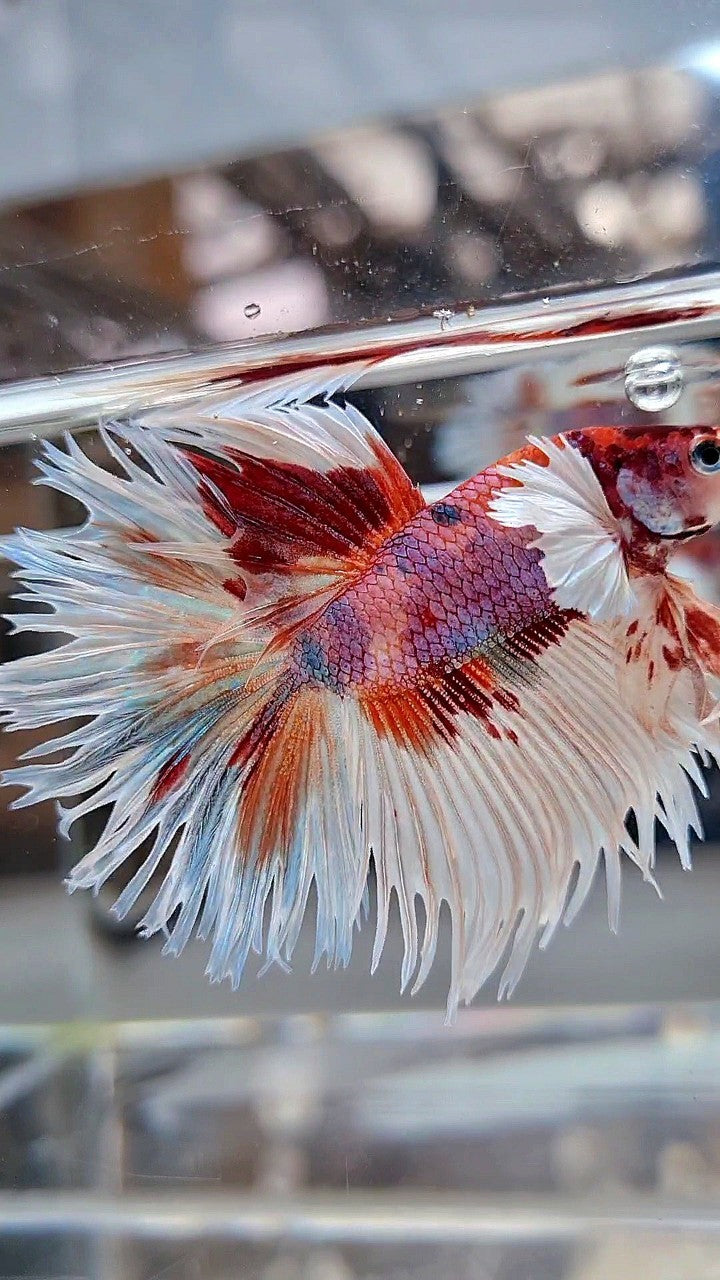LUXURY CROWNTAIL HALFSUN DUMBO EAR WHITE ORANGE MULTICOLOR BETTA FISH