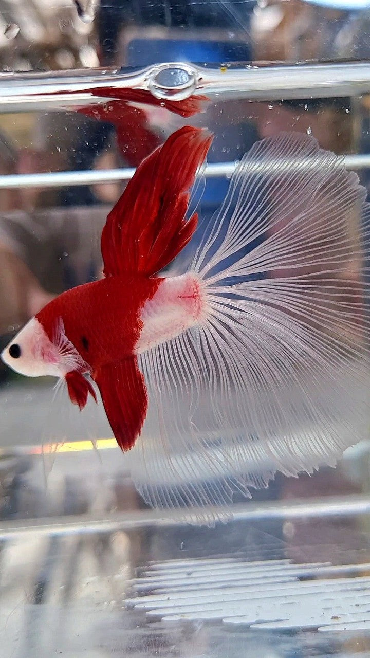 GIANT HALFMOON TL 8,5CM+ TANCHO RED UNIQUE BETTA FISH