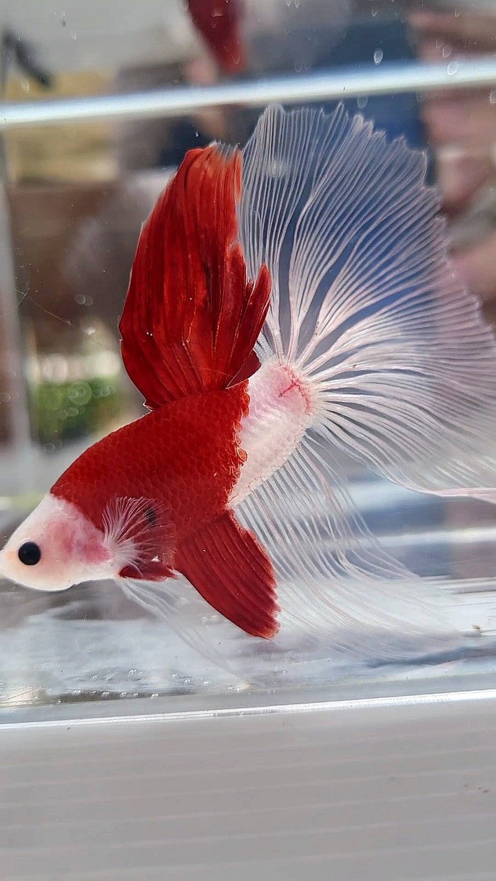 GIANT HALFMOON TL 8,5CM+ TANCHO RED UNIQUE BETTA FISH
