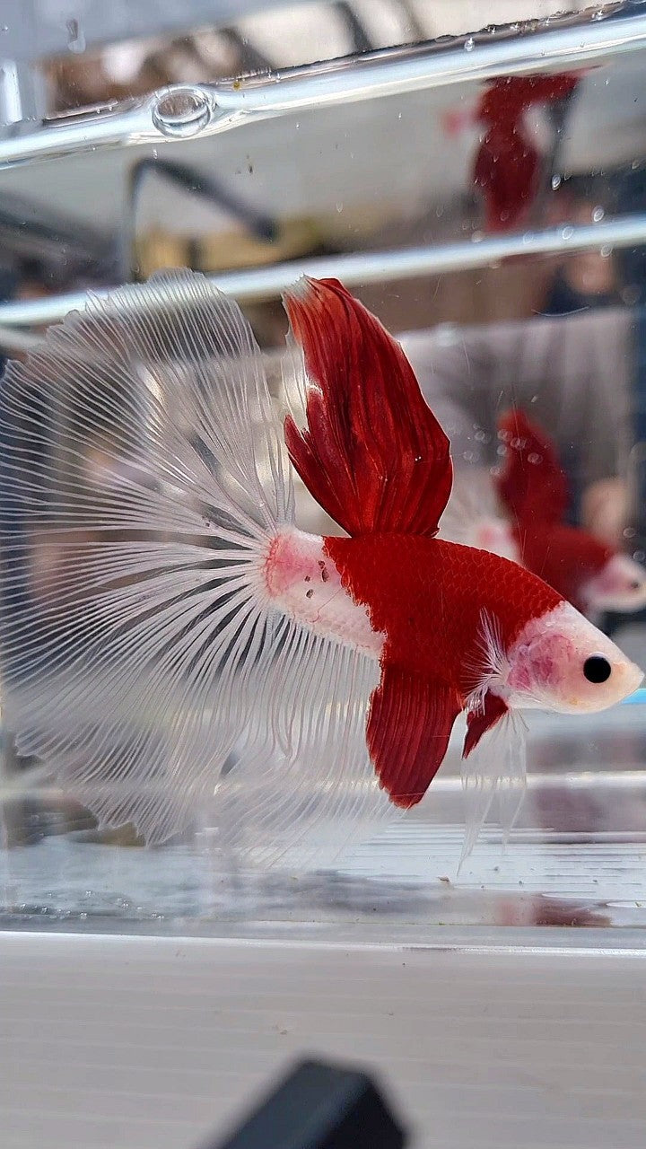 GIANT HALFMOON TL 8,5CM+ TANCHO RED UNIQUE BETTA FISH