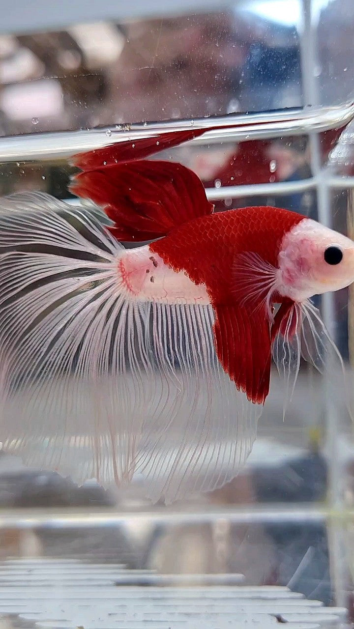 GIANT HALFMOON TL 8,5CM+ TANCHO RED UNIQUE BETTA FISH