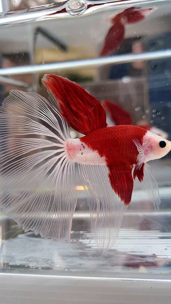 GIANT HALFMOON TL 8,5CM+ TANCHO RED UNIQUE BETTA FISH