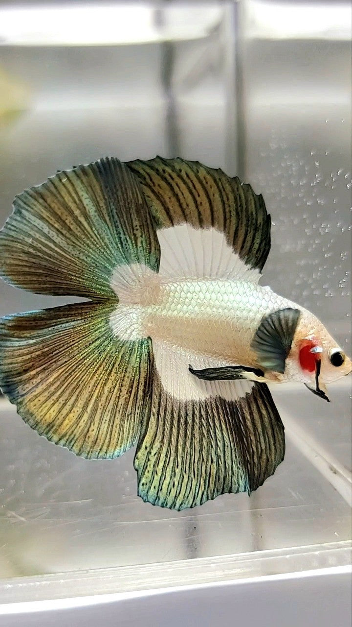 LUXURY HALFMOON DOUBLE TAIL COPPER RIM BUTTERFLY BETTA FISH