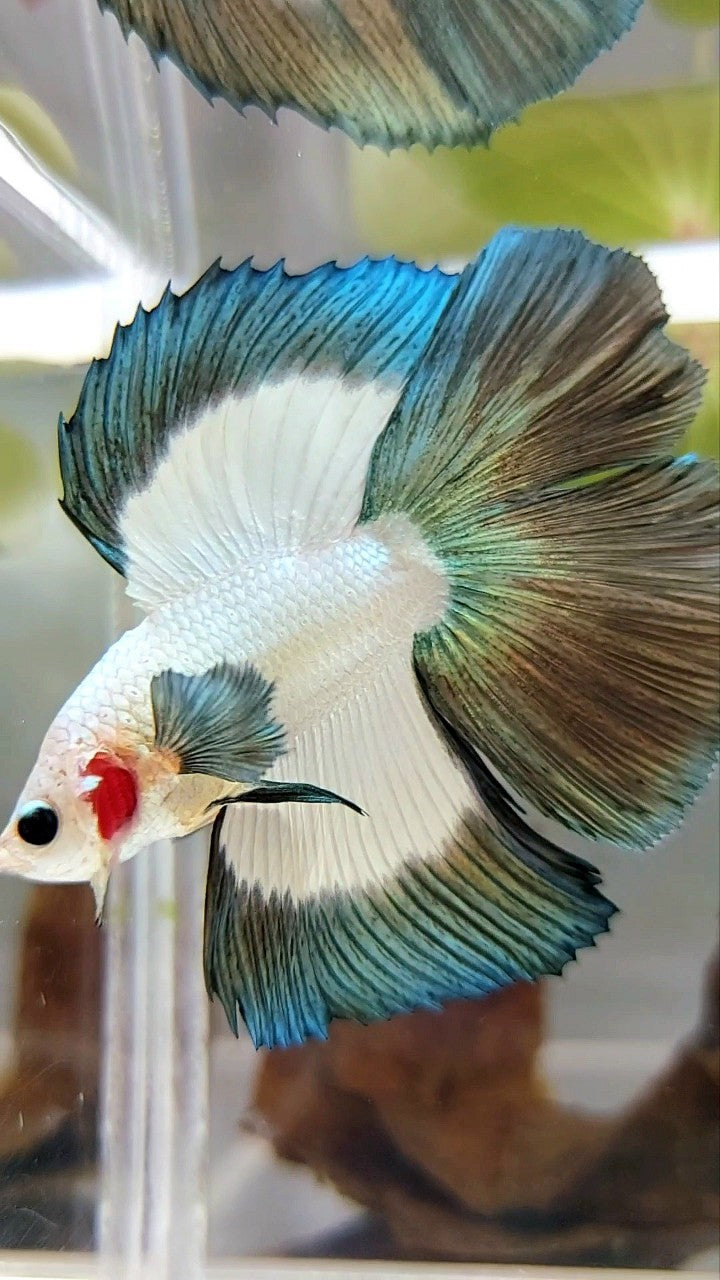 LUXURY HALFMOON DOUBLE TAIL COPPER RIM BUTTERFLY BETTA FISH