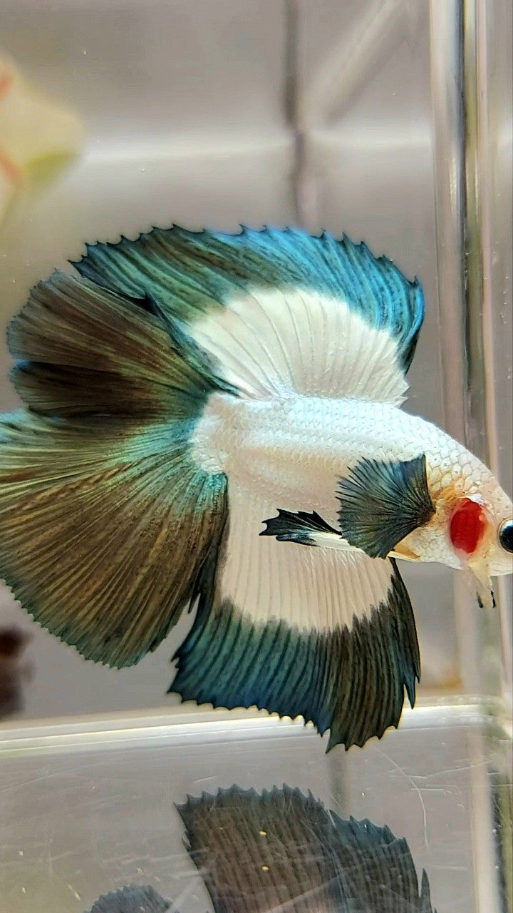 LUXURY HALFMOON DOUBLE TAIL COPPER RIM BUTTERFLY BETTA FISH