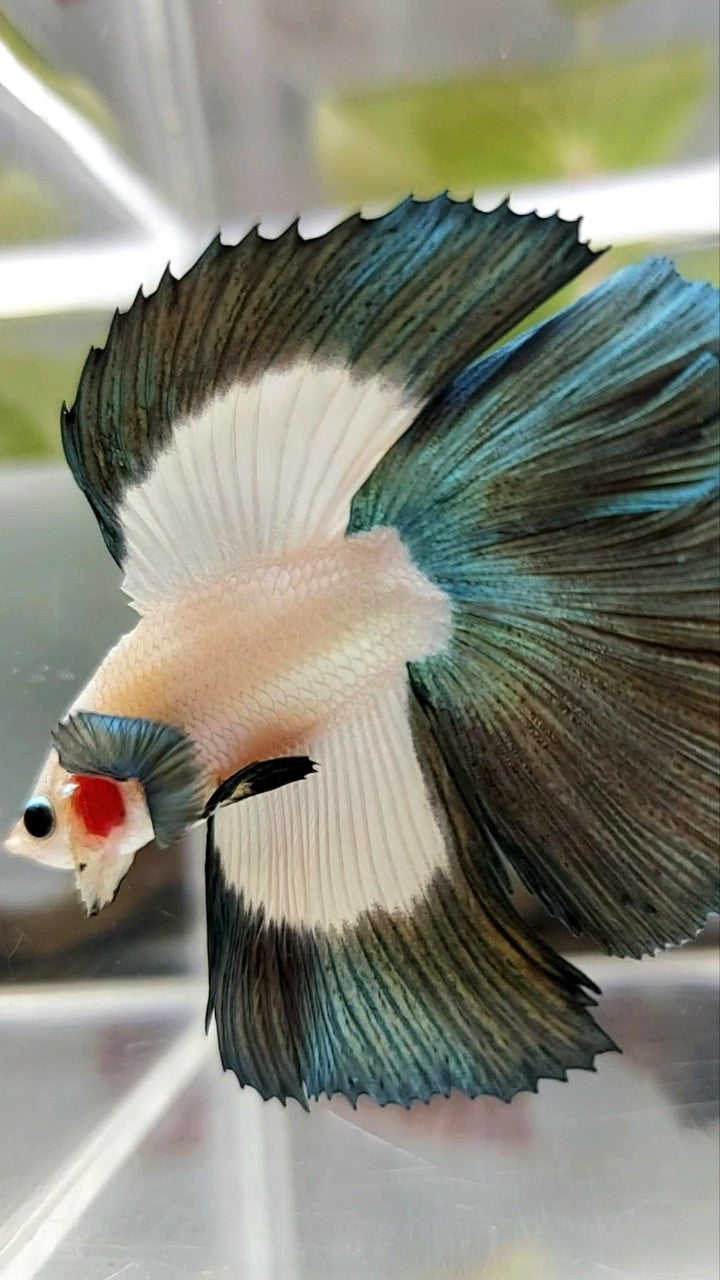 LUXURY HALFMOON DOUBLE TAIL COPPER RIM BUTTERFLY BETTA FISH