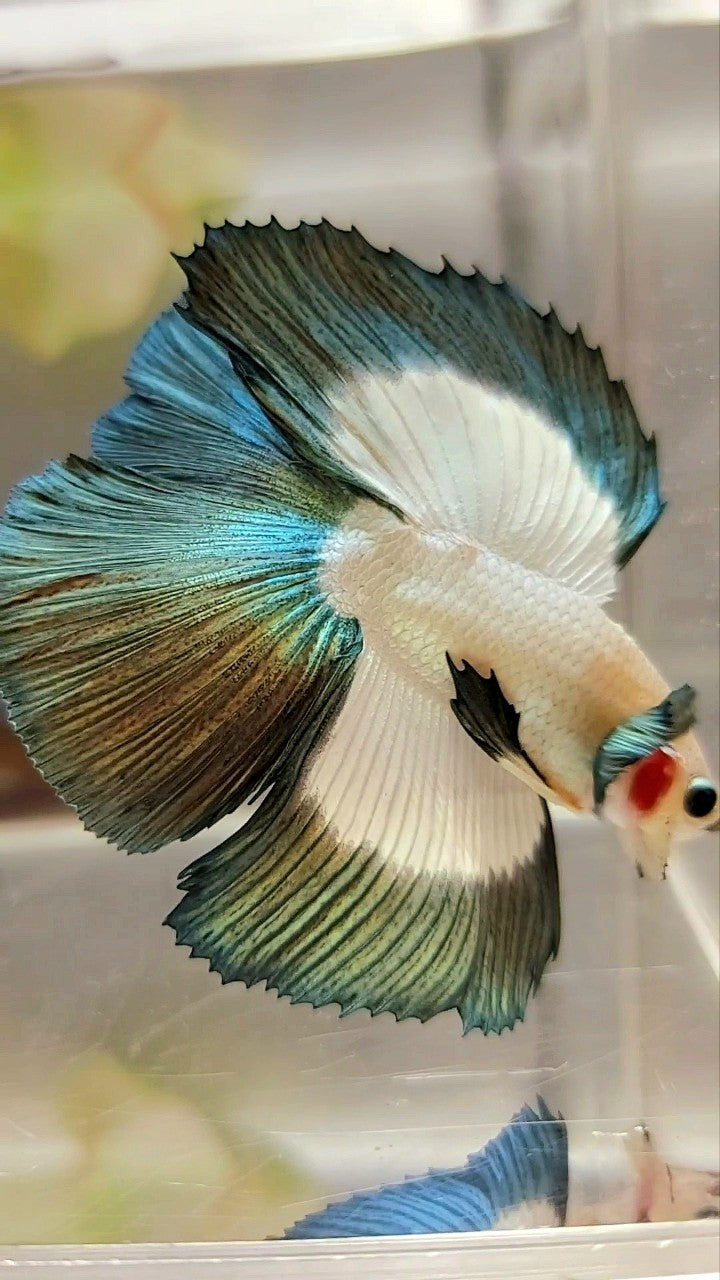 LUXURY HALFMOON DOUBLE TAIL COPPER RIM BUTTERFLY BETTA FISH