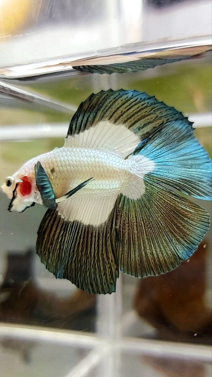 LUXURY HALFMOON DOUBLE TAIL COPPER RIM BUTTERFLY BETTA FISH