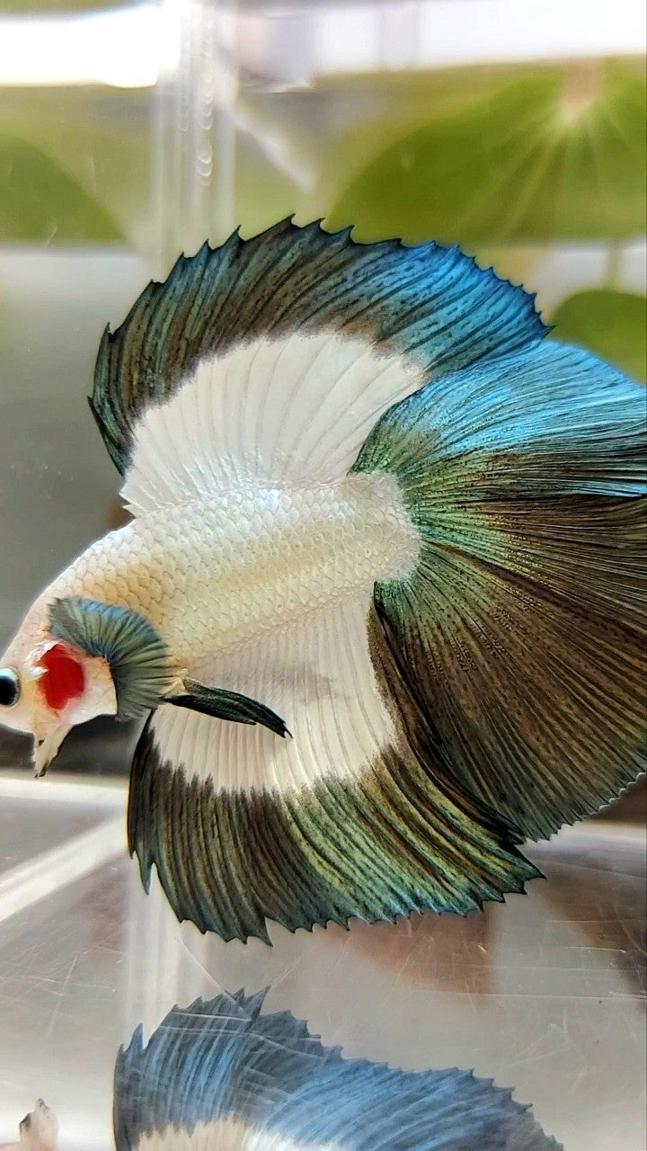 LUXURY HALFMOON DOUBLE TAIL COPPER RIM BUTTERFLY BETTA FISH