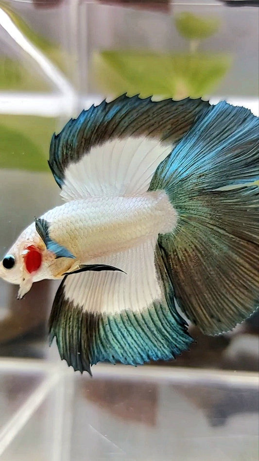 LUXURY HALFMOON DOUBLE TAIL COPPER RIM BUTTERFLY BETTA FISH