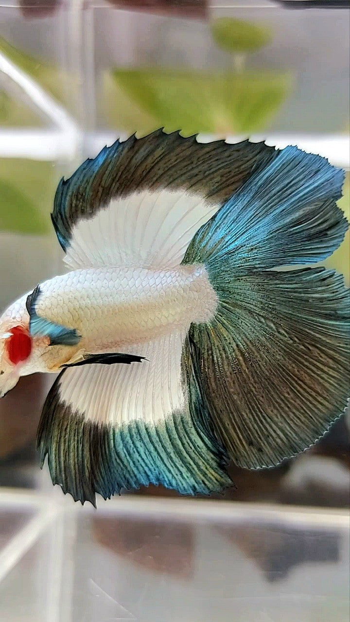 LUXURY HALFMOON DOUBLE TAIL COPPER RIM BUTTERFLY BETTA FISH