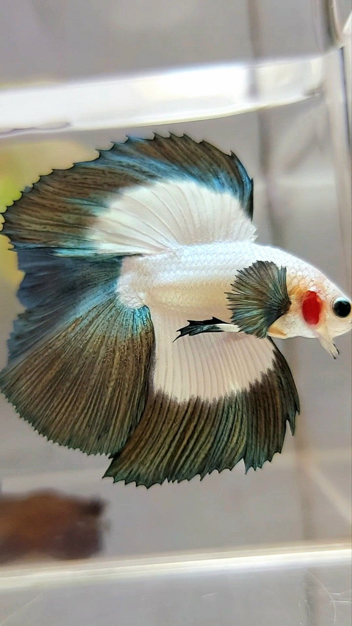 LUXURY HALFMOON DOUBLE TAIL COPPER RIM BUTTERFLY BETTA FISH