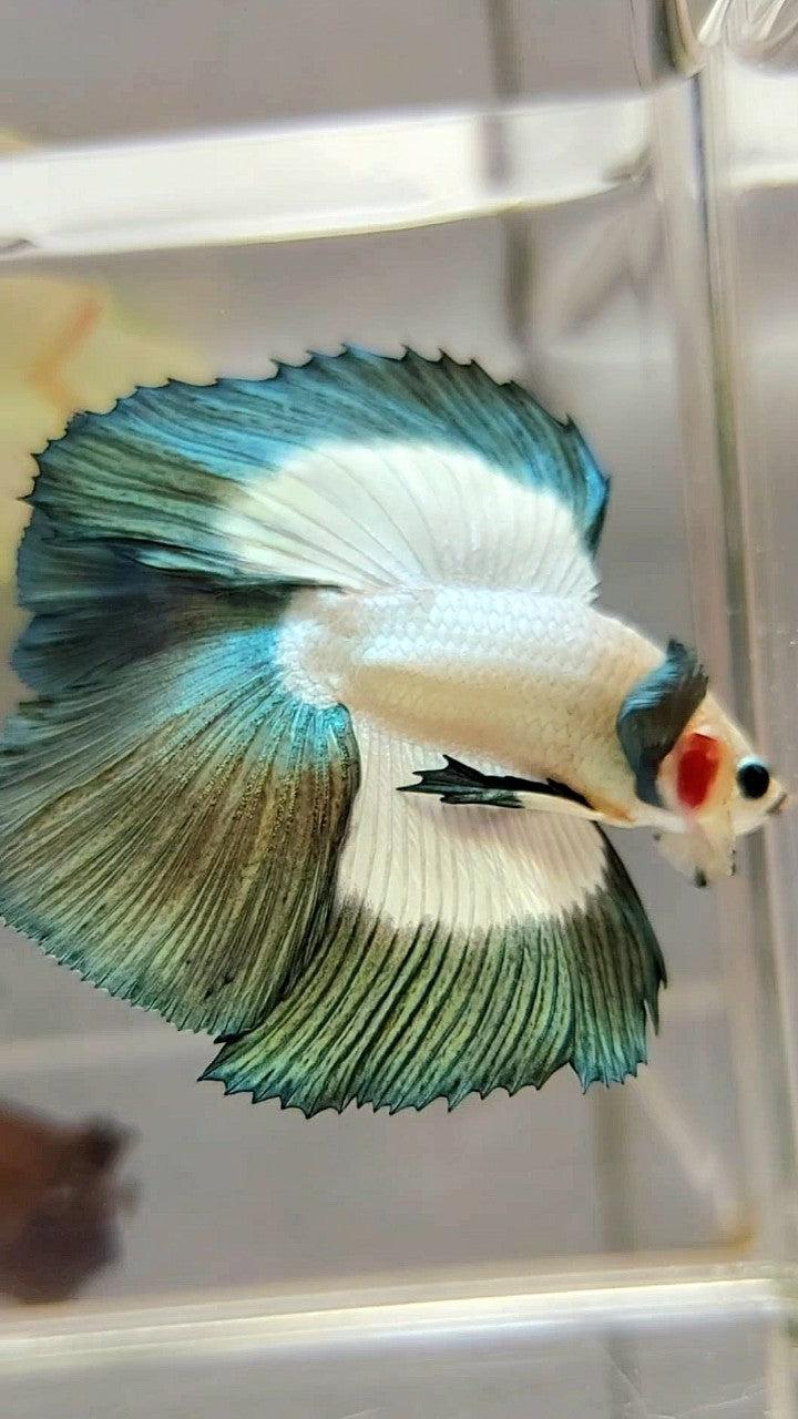 LUXURY HALFMOON DOUBLE TAIL COPPER RIM BUTTERFLY BETTA FISH