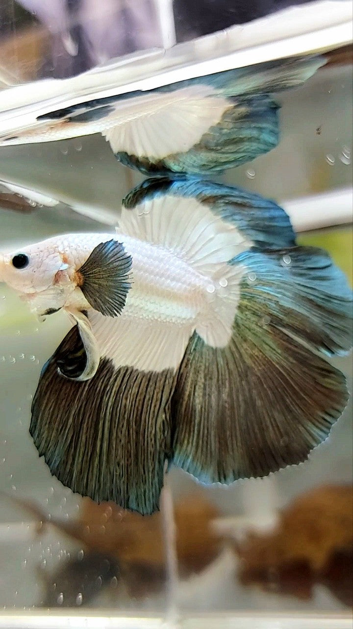 LUXURY HALFMOON DOUBLE TAIL COPPER RIM BETTA FISH