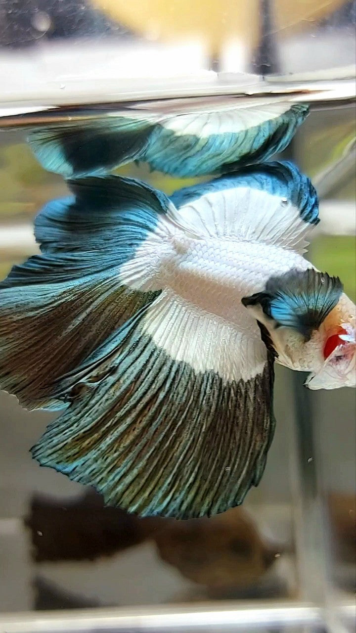 LUXURY HALFMOON DOUBLE TAIL COPPER RIM BETTA FISH