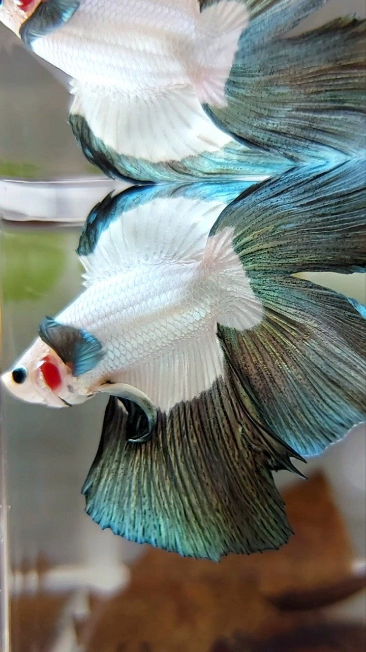 LUXURY HALFMOON DOUBLE TAIL COPPER RIM BETTA FISH