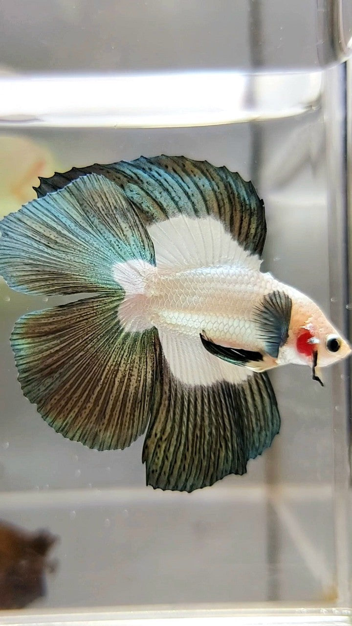 LUXURY HALFMOON DOUBLE TAIL COPPER RIM BUTTERFLY BETTA FISH