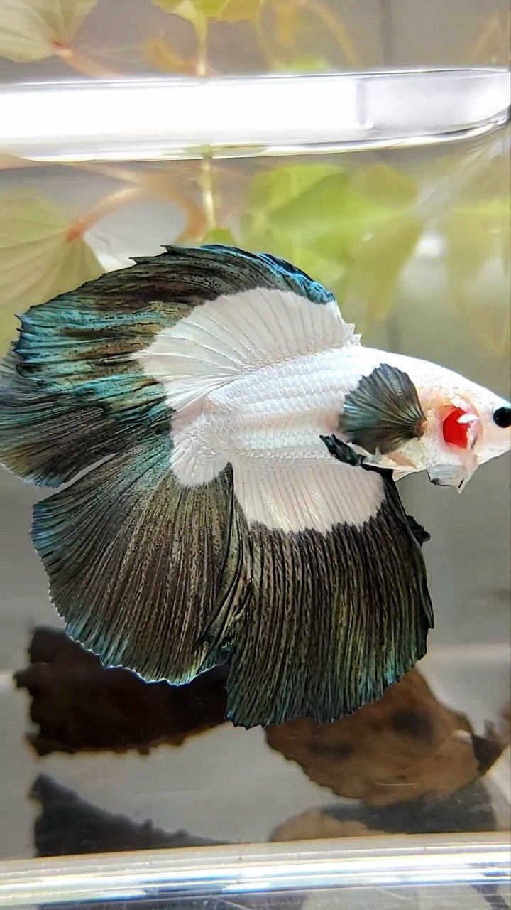 LUXURY HALFMOON DOUBLE TAIL COPPER RIM BETTA FISH