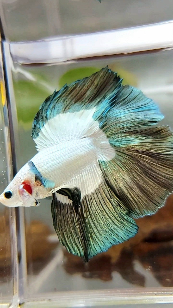 LUXURY HALFMOON DOUBLE TAIL COPPER RIM BETTA FISH
