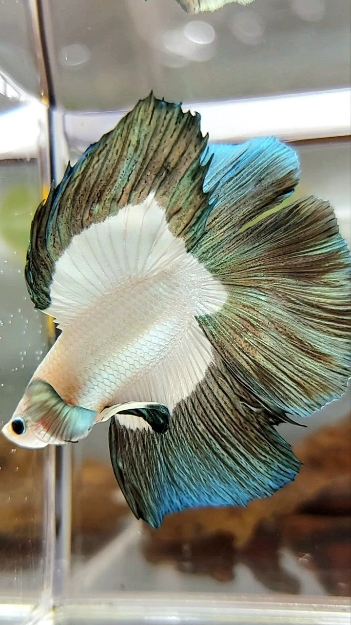 LUXURY HALFMOON DOUBLE TAIL COPPER RIM BETTA FISH