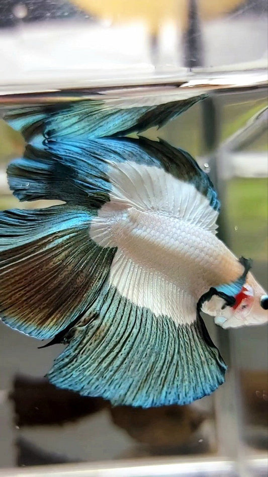 LUXURY HALFMOON DOUBLE TAIL COPPER RIM BETTA FISH