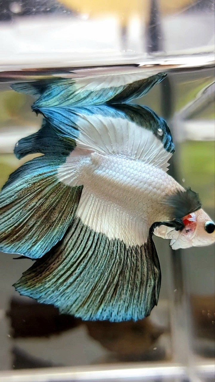 LUXURY HALFMOON DOUBLE TAIL COPPER RIM BETTA FISH