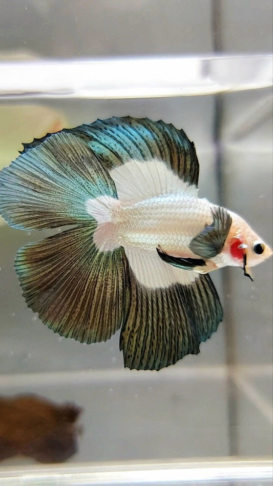 LUXURY HALFMOON DOUBLE TAIL COPPER RIM BUTTERFLY BETTA FISH