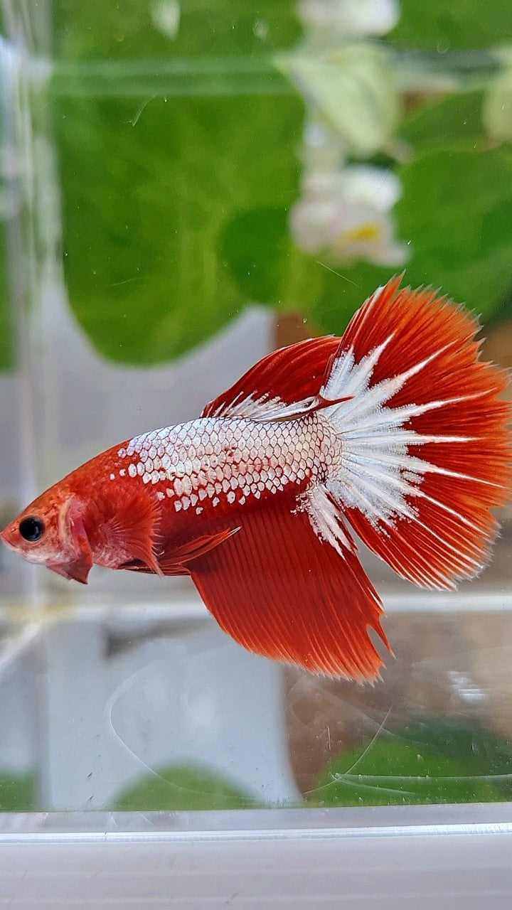FEMALE HALFMOON RED FCCP STARTAIL BETTA FISH