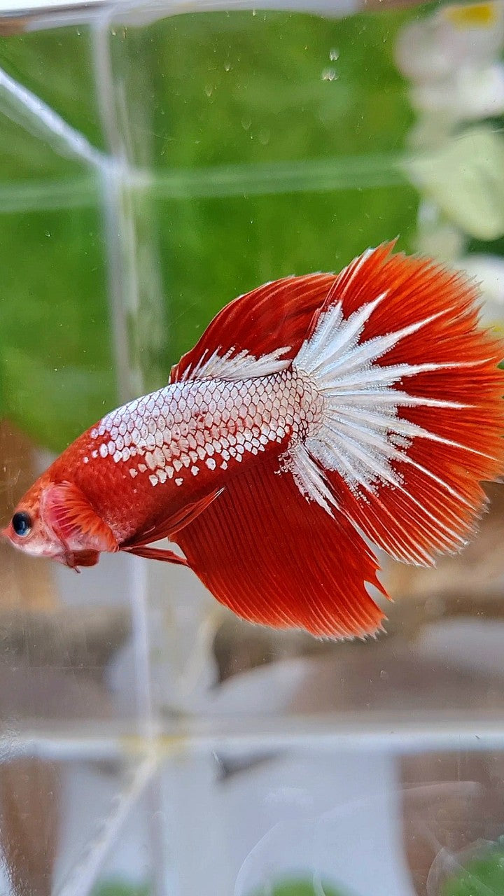 FEMALE HALFMOON RED FCCP STARTAIL BETTA FISH