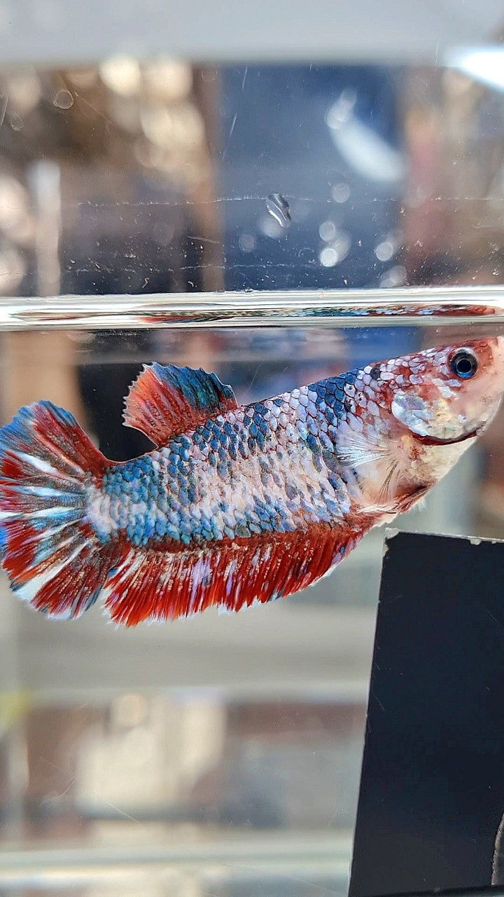 XL FEMALE PLAKAT MARBLE RED PATTERN MULTICOLOR BETTA FISH